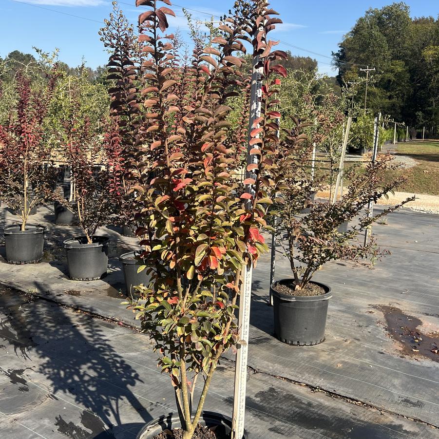 Lagerstroemia indica x fauriei 'Sioux' - Sioux Crape Myrtle from Chatham Tree Farm