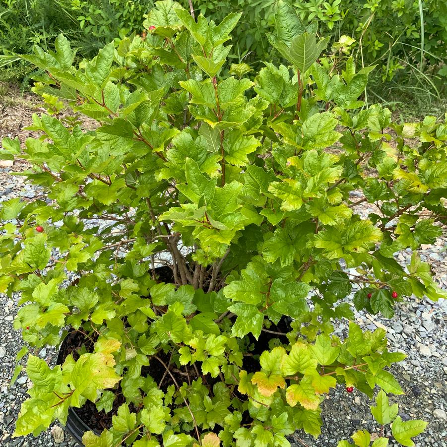 Viburnum opulus 'Roseum' - European Cranberrybush Viburnum from Chatham Tree Farm