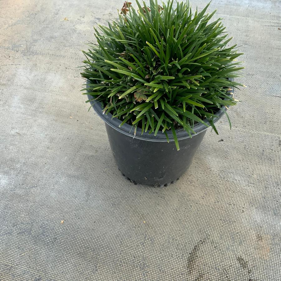 Ophiohogon japonicus (Mondo Grass) - Mondo grass from Chatham Tree Farm