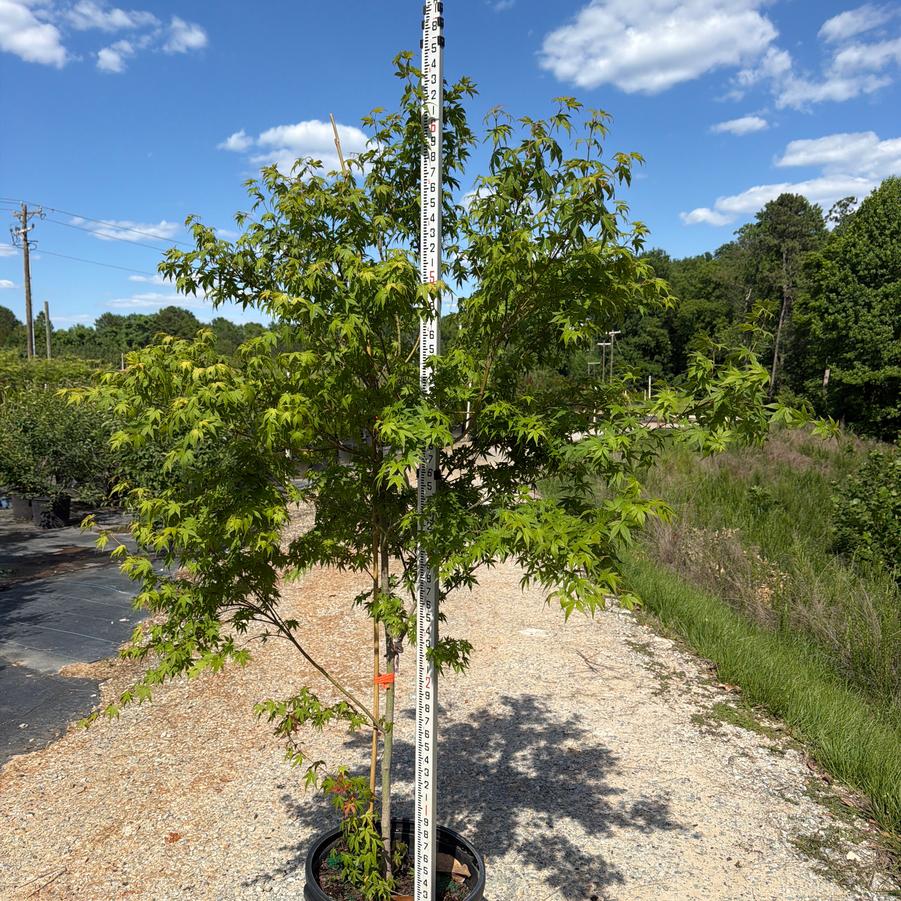 Acer palmatum 'Green Japanese Maple' - from Chatham Tree Farm
