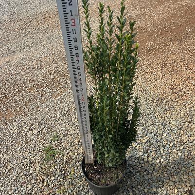 Ilex crenata 'Sky Pencil' - Japanese Holly from Chatham Tree Farm