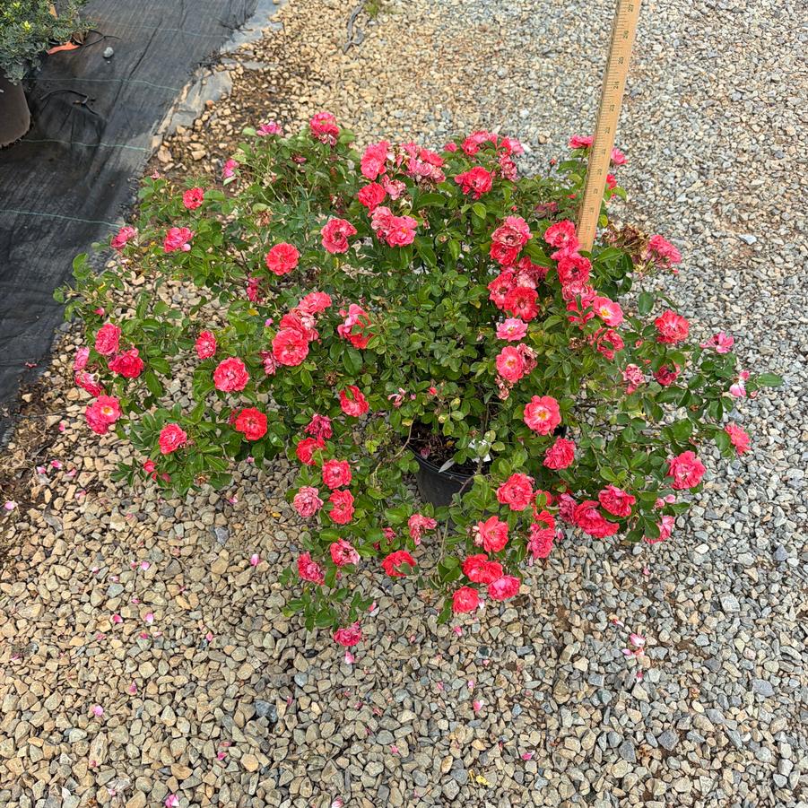 Rosa 'Coral Drift®' - Rose from Chatham Tree Farm
