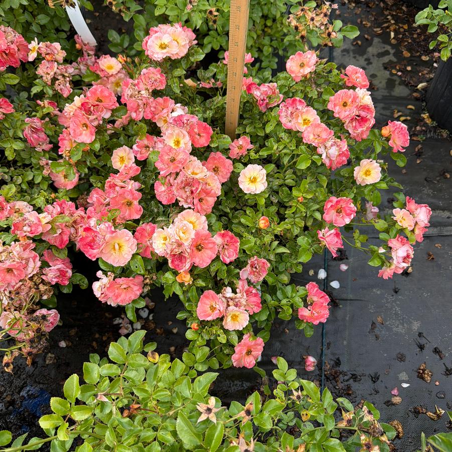 Rosa 'Sweet Drift®' - Rose from Chatham Tree Farm