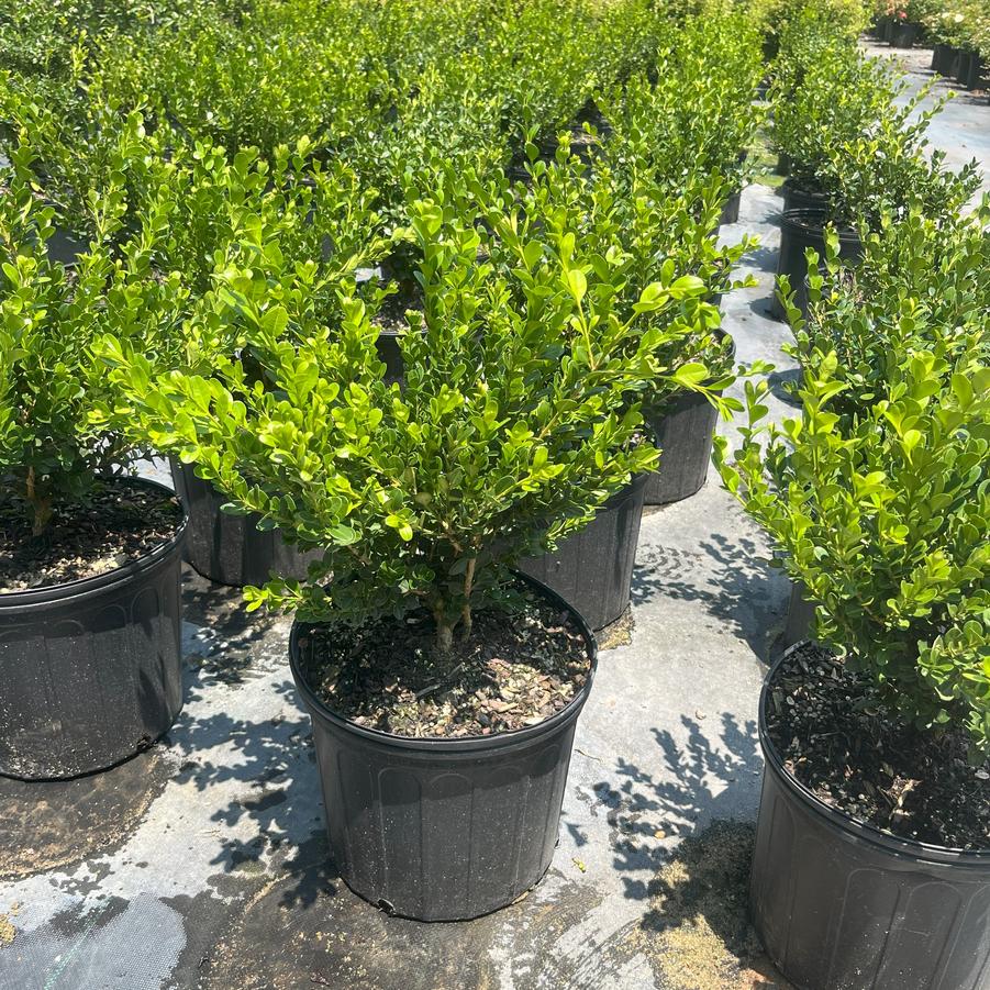 Buxus microphylla japonica 'Winter Gem' - Boxwood from Chatham Tree Farm