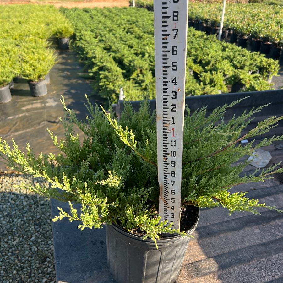 Juniperus horizontalis 'Plumosa Compacta' - Andorra Juniper from Chatham Tree Farm