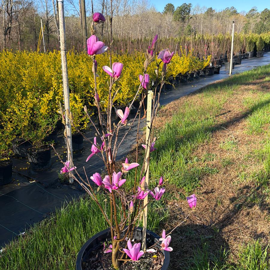 Magnolia 'Jane' - Jane Magnolia from Chatham Tree Farm