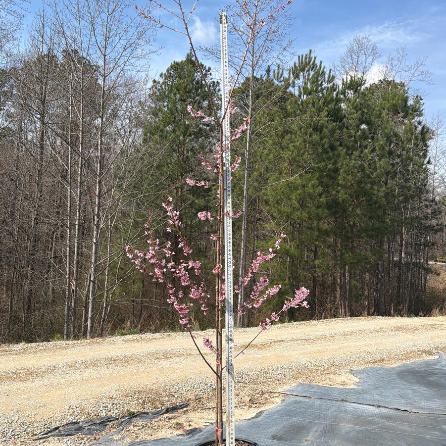 Prunus 'Okame' - Okame Cherry from Chatham Tree Farm