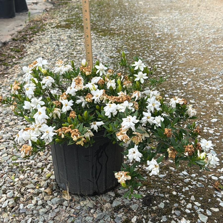 Gardenia jasminoides 'Radicans' - Hardy Dwarf Gardenia from Chatham Tree Farm