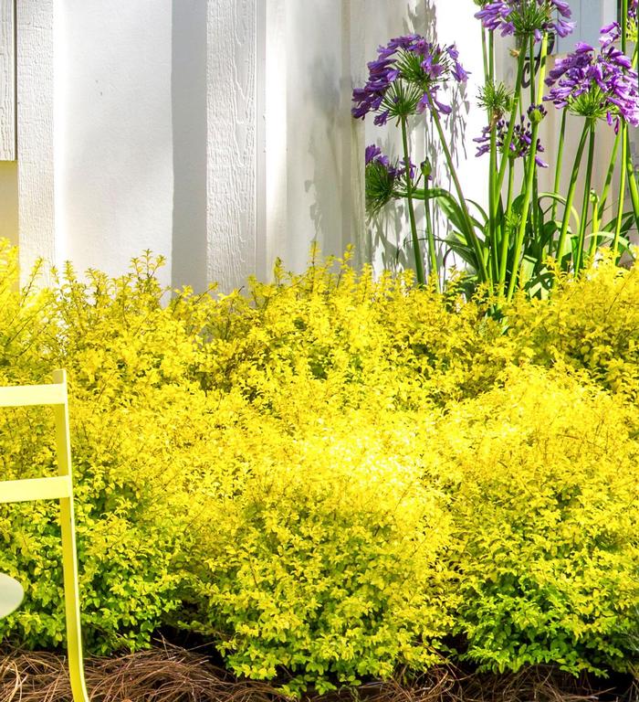 Ligustrum sinense Sunshine