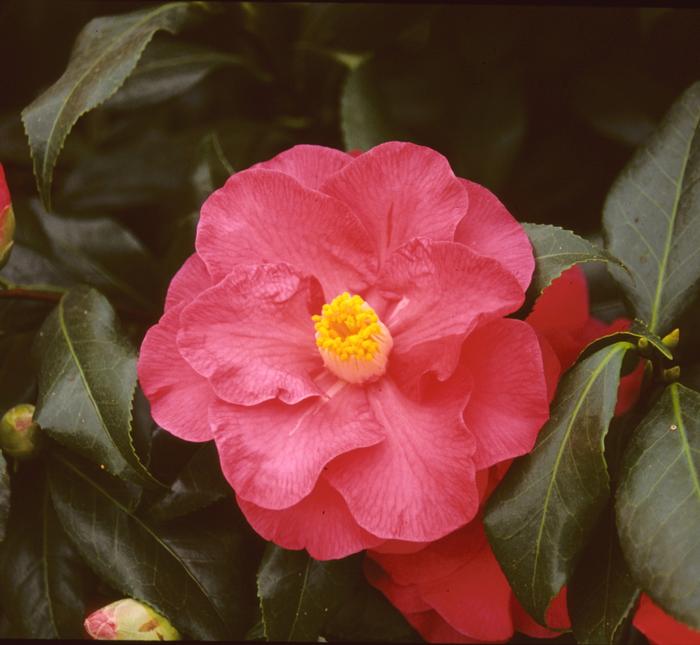 Camellia japonica April Tryst