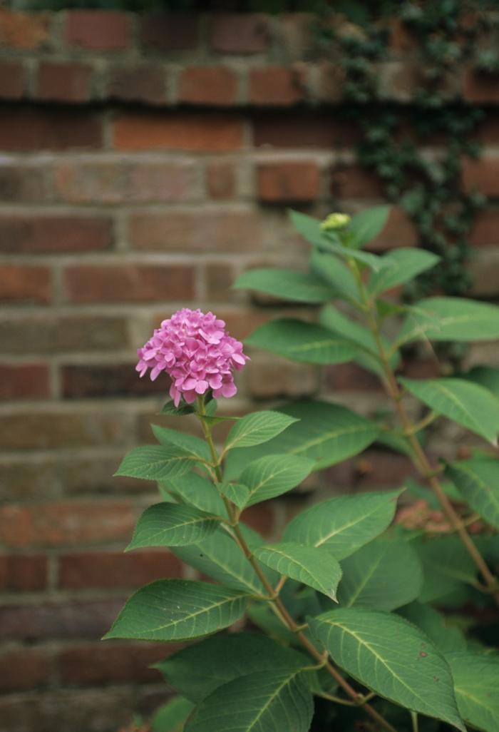 Hydrangea macrophylla Endless Summer®