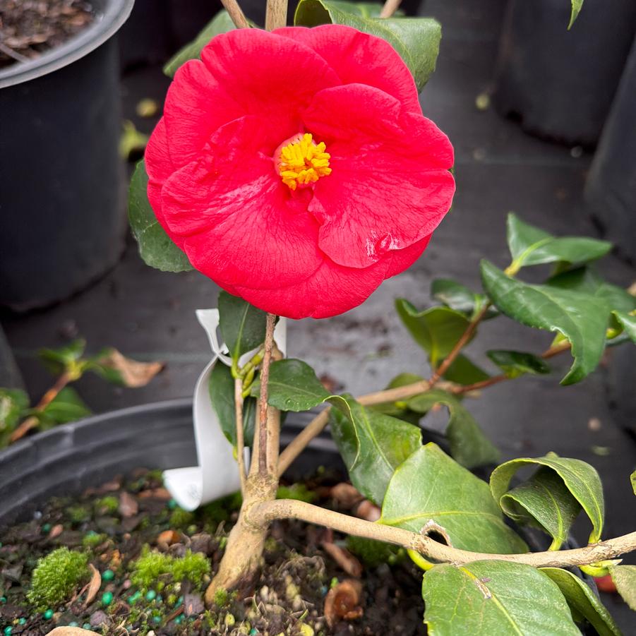 Camellia japonica ''Greensboro Red'' - Camellia 'Greensboro Red' from Chatham Tree Farm