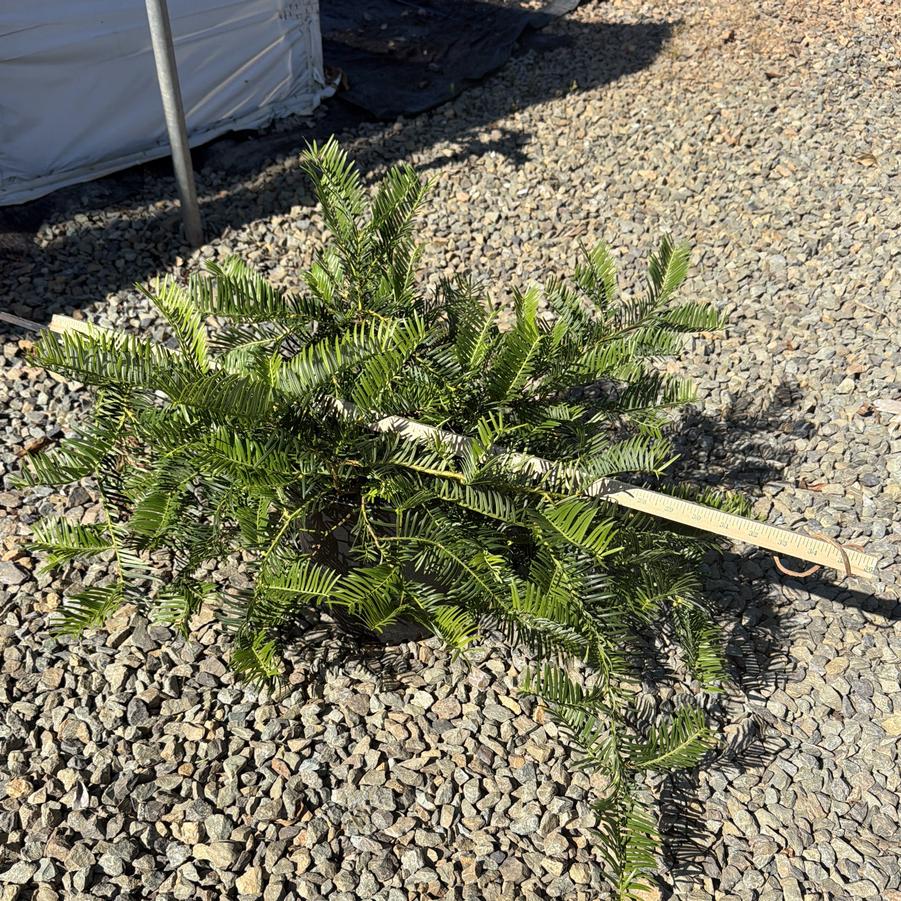 Cephalotaxus harringtonia 'Prostrata' - Cephalotaxus harringtonia 'Prostrata' from Chatham Tree Farm