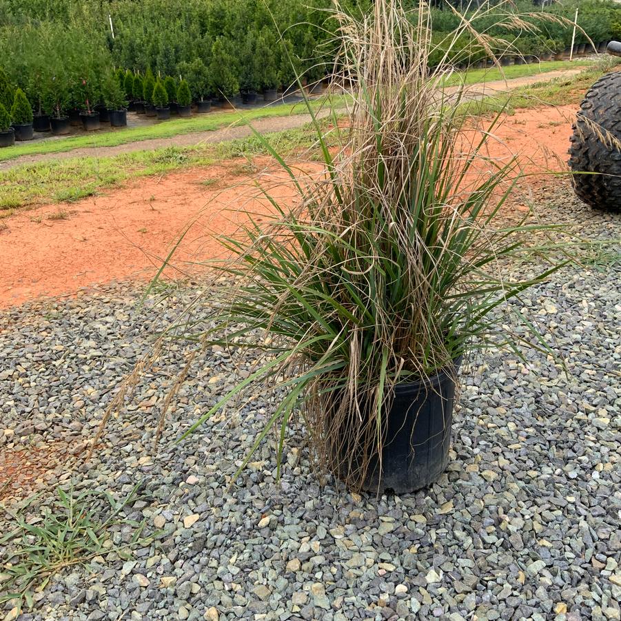 Pennisetum orientale ''Karley Rose'' - 'Karley Rose' Fountain Grass from Chatham Tree Farm