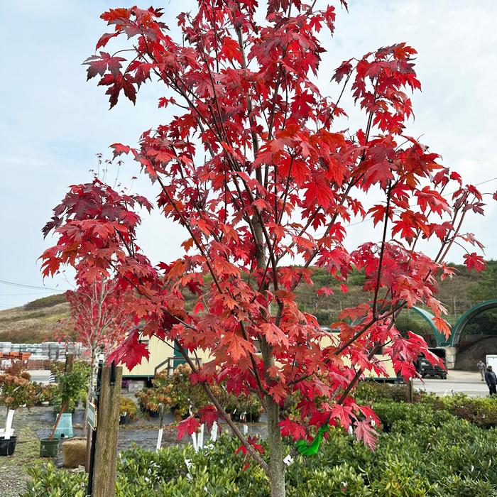 Acer x freemanii Autumn Blaze®