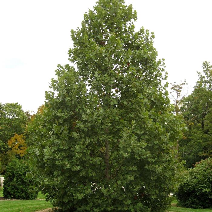 Platanus x acerifolia Exclamation!™
