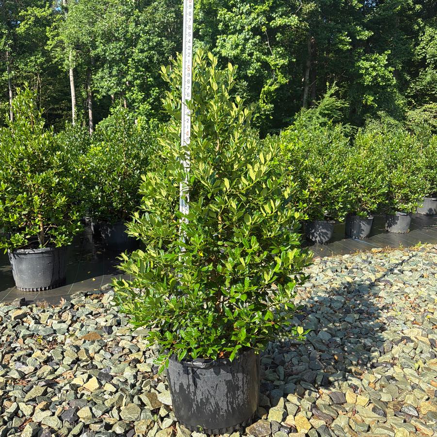 Ilex 'Nellie R. Stevens' - Nellie R. Stevens Holly from Chatham Tree Farm