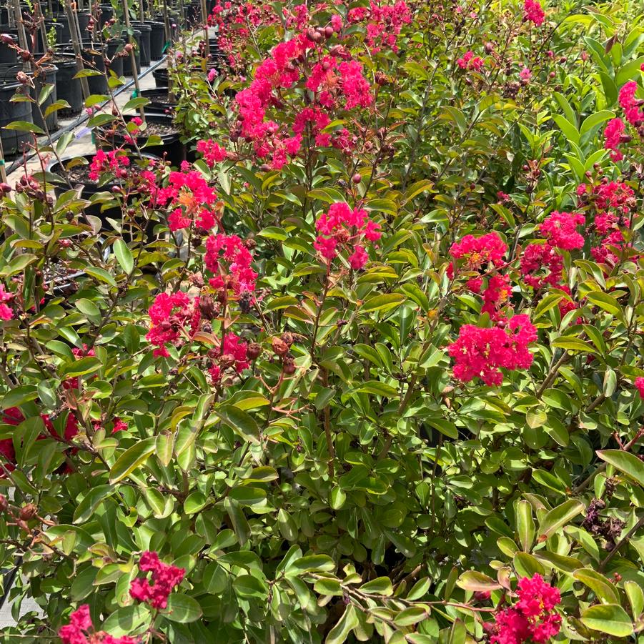 Lagerstroemia 'Regal Red' - Regal Red Crape Myrtle from Chatham Tree Farm