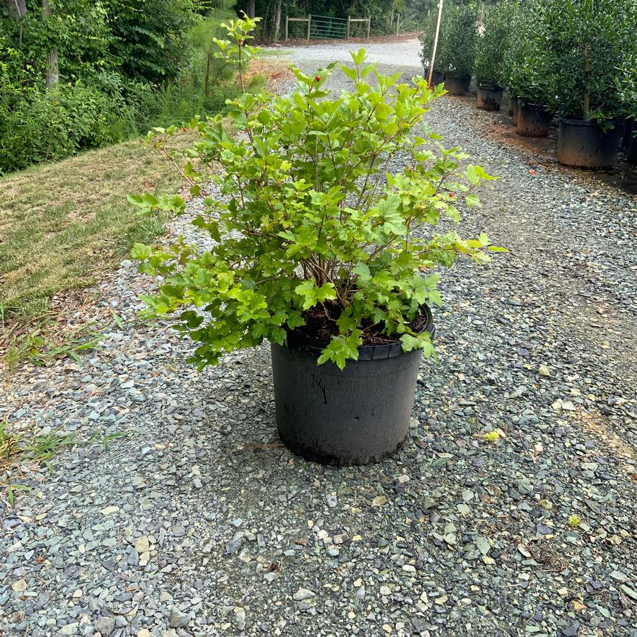 Viburnum opulus 'Roseum' - European Cranberrybush Viburnum from Chatham Tree Farm