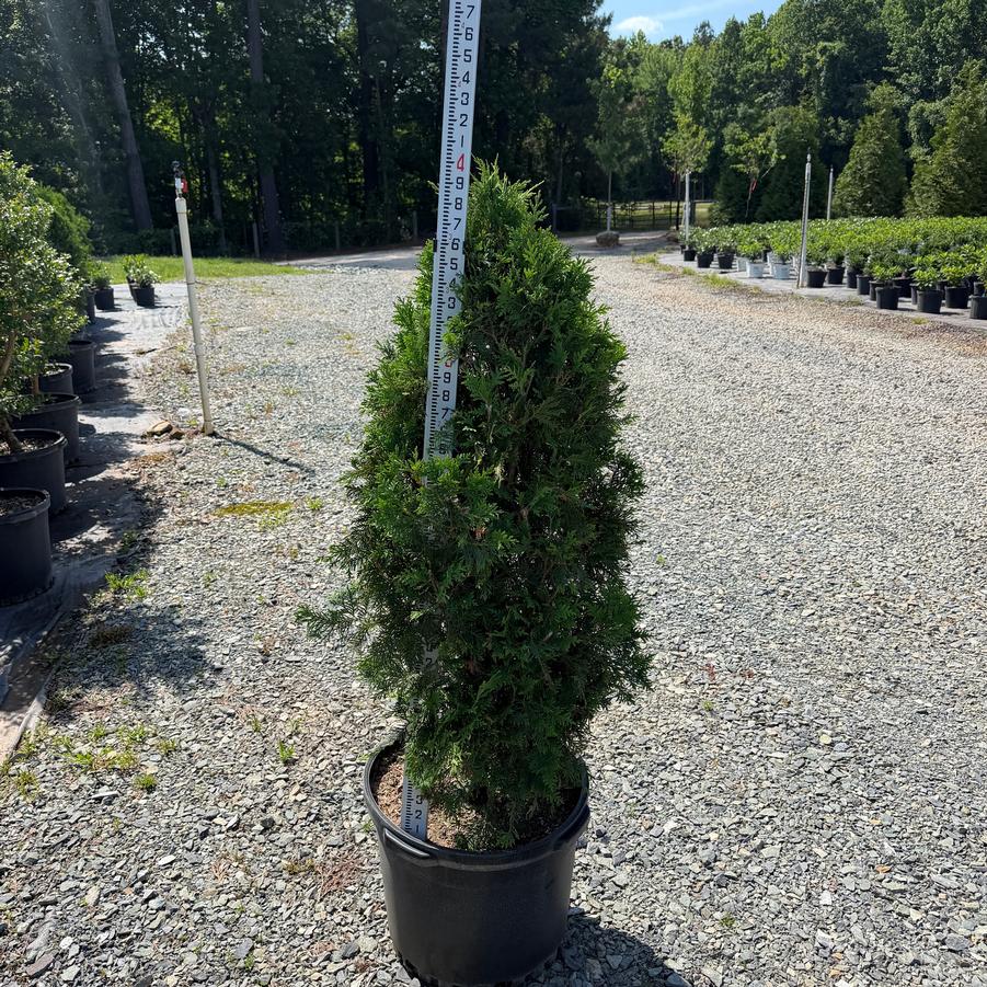 Thuja occidentalis 'Nigra' - Dark American Arborvitae from Chatham Tree Farm