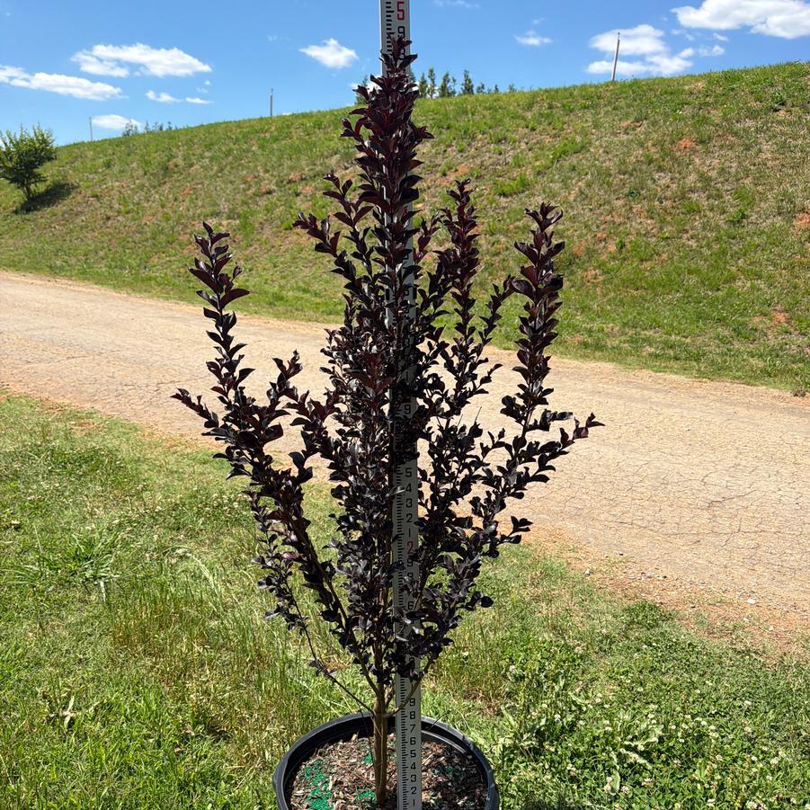 Lagerstroemia Indulgence® 'Raspberry Gelato' - Crape Myrtle from Chatham Tree Farm
