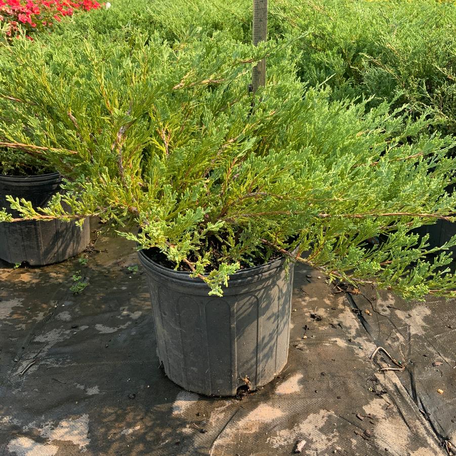 Juniperus horizontalis 'Plumosa Compacta' - Andorra Juniper from Chatham Tree Farm