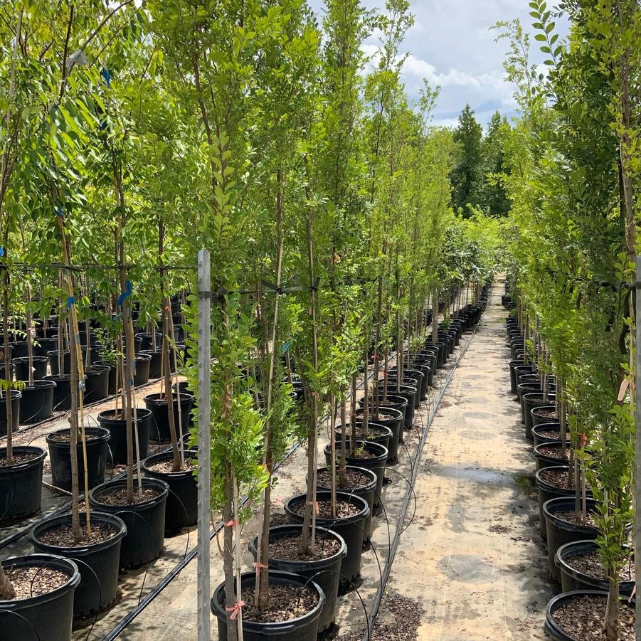 Ulmus parvifolia 'Everclear' 'Everclear' - Lacebark Elm from Chatham Tree Farm