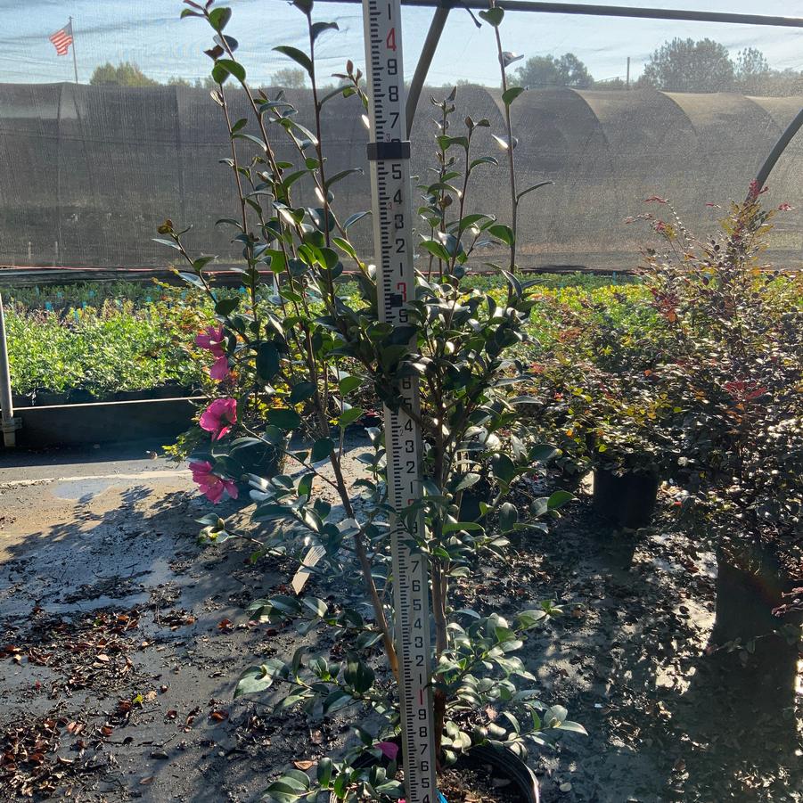 Camellia sasanqua 'Kanjiro' - Camellia from Chatham Tree Farm