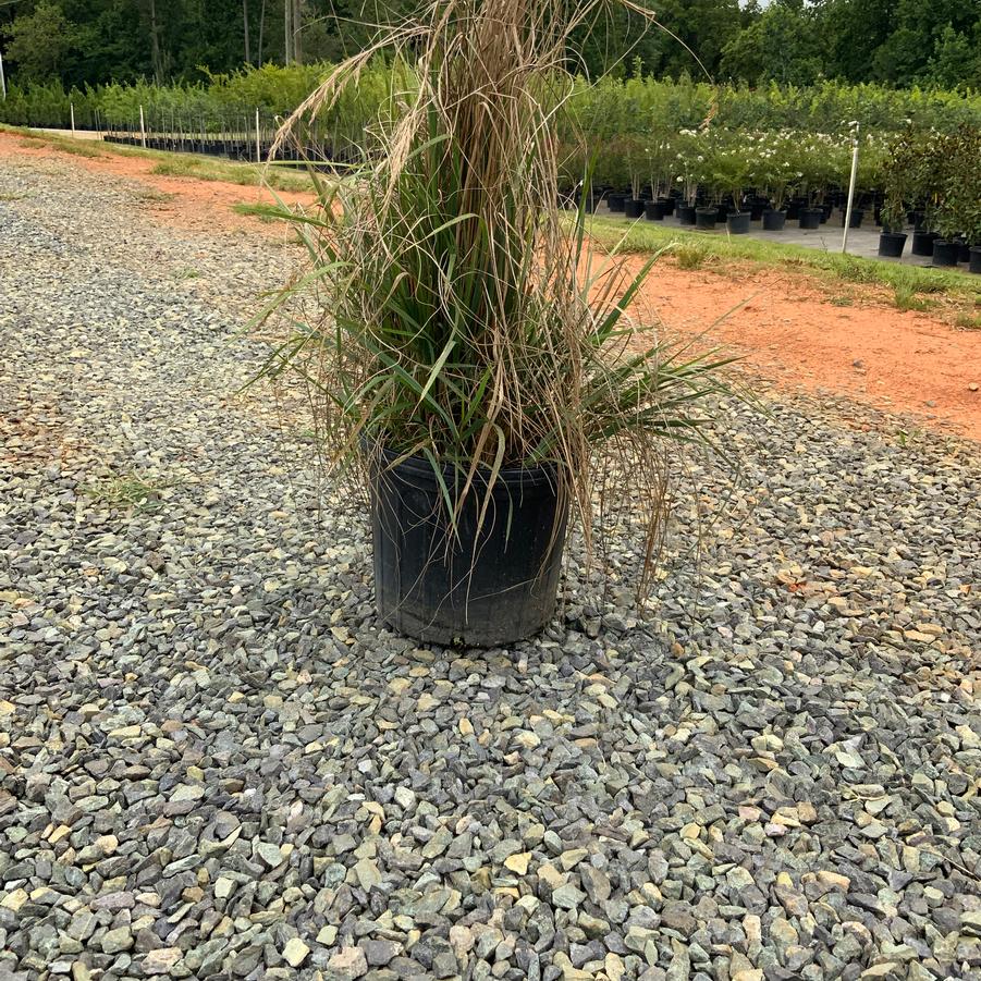Pennisetum orientale ''Karley Rose'' - 'Karley Rose' Fountain Grass from Chatham Tree Farm