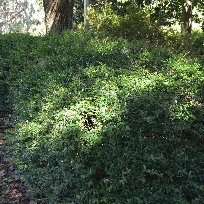 Ilex vomitoria Nana