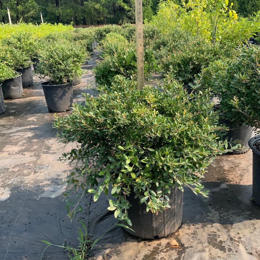 Ilex vomitoria 'Nana' - Dwarf Yaupon Holly from Chatham Tree Farm