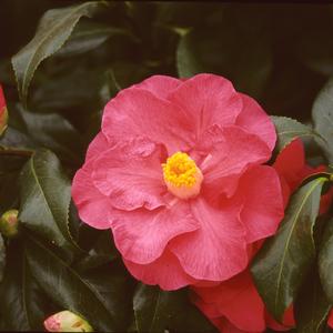 Camellia japonica April Tryst