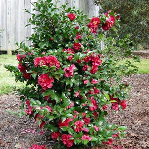 Camellia sasanqua October Magic® Ruby