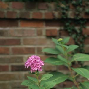 Hydrangea macrophylla Endless Summer®