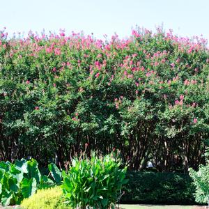 Lagerstroemia indica x faur Muskogee