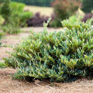 Distylium Cinnamon Girl®