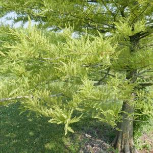 Taxodium distichum 