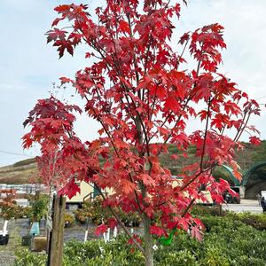 Acer x freemanii Autumn Blaze®