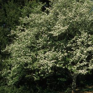 Crataegus viridis Winter King