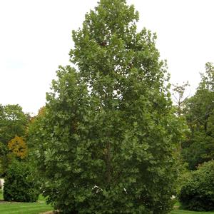 Platanus x acerifolia Exclamation!™