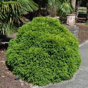 Cryptomeria japonica Globosa Nana