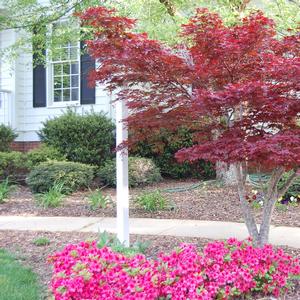Acer palmatum var. atropurpureum Bloodgood