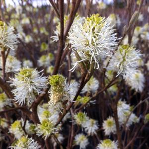 Fothergilla major Mount Airy