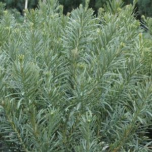 Cephalotaxus harringtonia Fastigiata