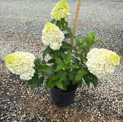 Hydrangea paniculata Sweet Starlight&trade;