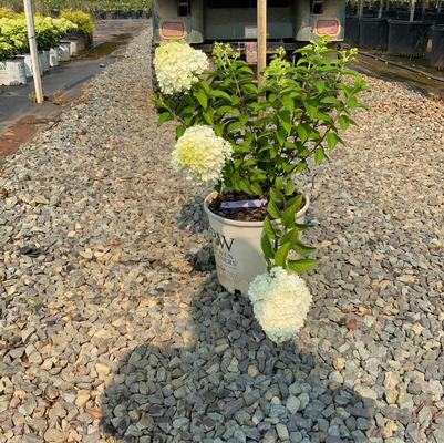 Hydrangea paniculata Bobo&reg;