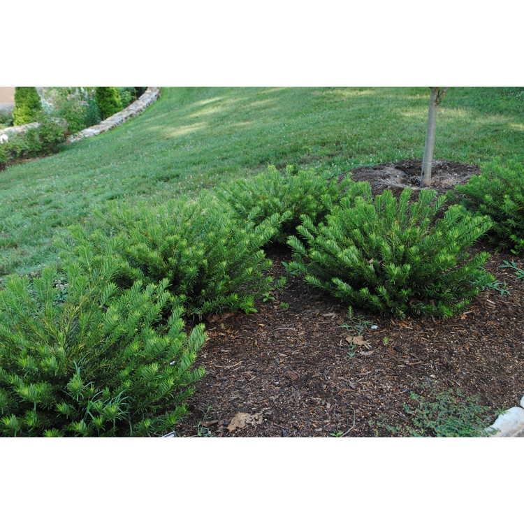 Cephalotaxus harringtonia 'Duke Gardens' - Image from JC Raulston Arboretum, CC BY 2.0
