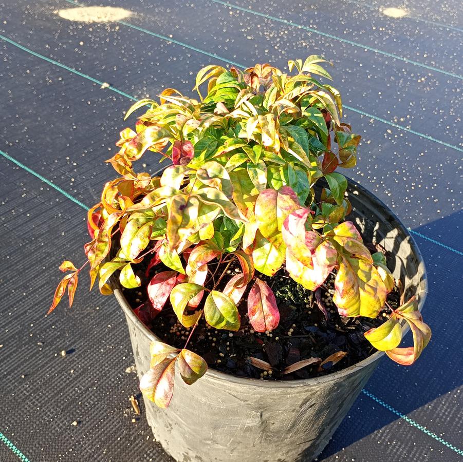 Nandina domestica 'Firepower' - Heavenly Bamboo from Chatham Treefarm Acer